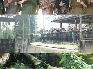 Gubernur Lampung, Rahmat Mirzani Djausal memberikan nama anak harimau Sumatera yang lahir di Taman Wisata dan Taman Satwa Lembah Hijau Bandar Lampung